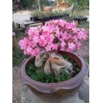  Adenium Arabicum Yak Lop Bhuri 