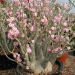  Adenium Arabicum Yak Yemen