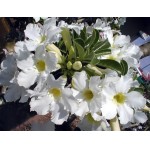  Adenium Obesum Star Studded Sky 