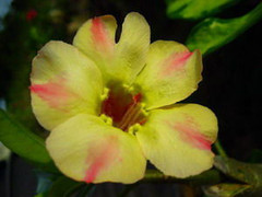  Adenium Obesum Star Of Yellow Dream 