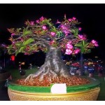  Adenium Socotranum Khao Hin Son 