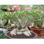  Adenium Socotranum Diamond Crown