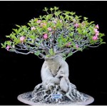  Adenium Socotranum Petch Ban Na 