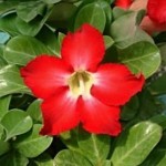  mini Adenium Obesum Red