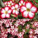  Adenium Obesum Red Border Mix 