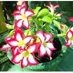  mini Adenium Obesum Sunup