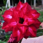  Adenium Obesum Triple Flower Siam New Disco