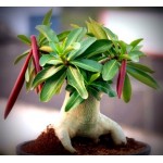  Adenium Thai Socotranum Golden Coral 