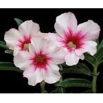  Adenium Obesum  Dottie