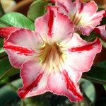  Adenium Obesum Glory Medal