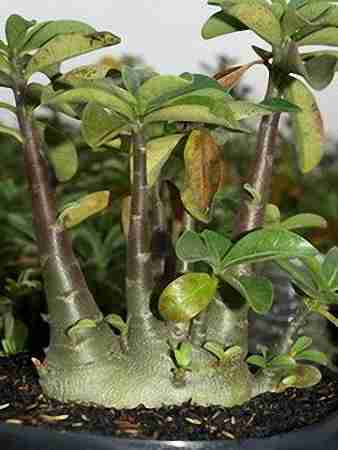  Adenium Arabicum Black Giant 