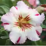  Adenium Obesum Rosalie