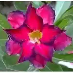  Adenium Obesum Double Surreal