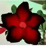  Adenium Obesum Shangrila