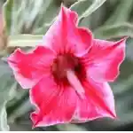  Adenium Obesum Pink Thunder