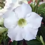  Adenium Obesum Spindrift 