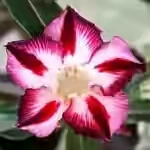  Adenium Obesum Fabulous 