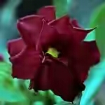  Adenium Obesum Triple flower Black Crystal 