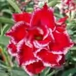  Adenium Obesum Triple Flower Miracle 