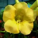  Adenium Obesum Yellow Earth 