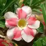  Adenium Obesum Beauty Cloud 2