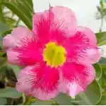  Adenium Obesum Breezy Day 