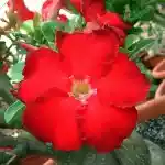  Adenium Obesum Red Star of Taiwan