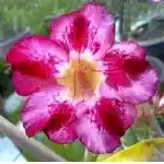  Adenium Obesum Follow your Heart 