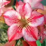  Adenium Obesum Star of Hope 