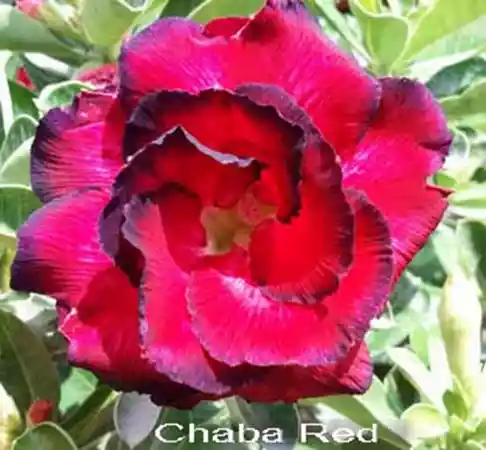  Adenium Obesum Chaba Red 