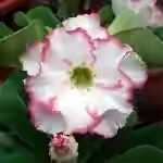  Adenium Obesum Double Flower NEW-08 