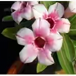  Adenium Obesum Marmora 