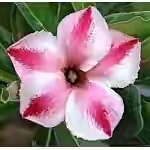  Adenium Obesum Mercedes 