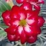  Adenium Obesum Double Flower KO-52 