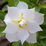  Adenium Obesum Triple Flower Gardenia Aromatic