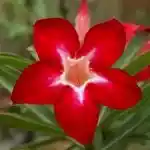  Adenium Obesum Lucky Star