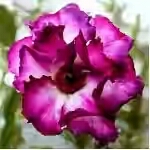 Adenium Obesum Quatro Flower King Magenta 