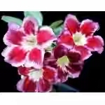  Adenium Obesum King Santa 