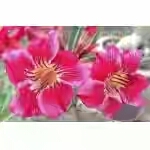  Adenium Obesum Love Seduction 