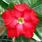 Adenium Obesum Double Flower Red Vigilant 