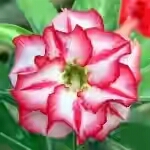  Adenium Obesum Double Flower Star Of Legend 