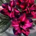  Adenium Obesum Double Flower Aimo 