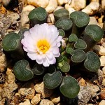  Frithia humilis