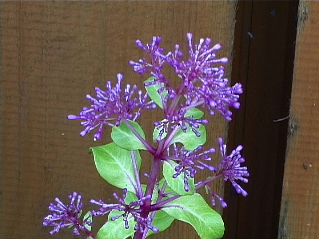  F. Paniculata 