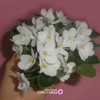 Фиалка Белая земляничка