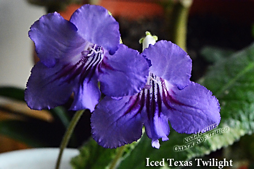  Iced Texas Twilight 