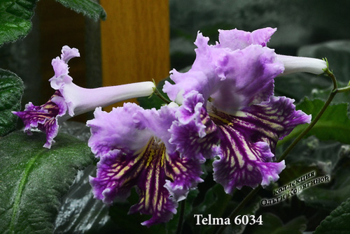  Telma, 6034 