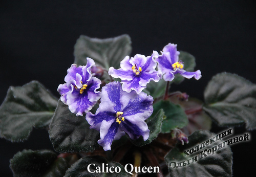  Calico Queen 