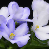  Alan's Snowdrop