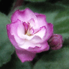  Ness' Satin Rose